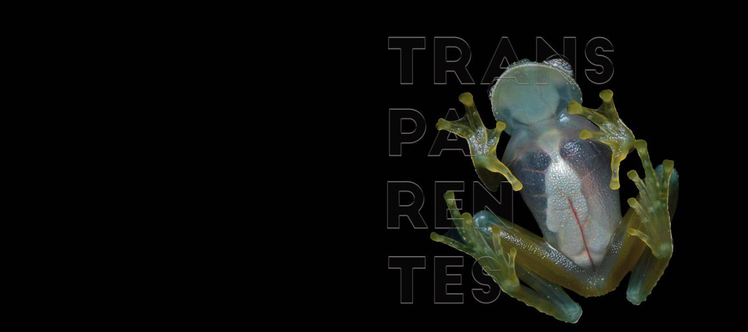 Exposición Transparentes