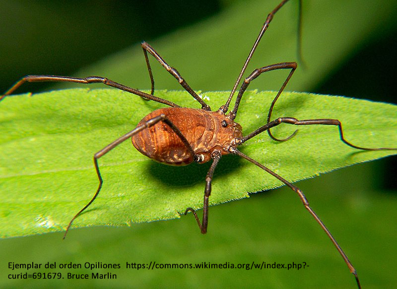 Los Diablos de concha negra se consideran subespecie, pero en realidad son  Diablos hembra en cel…